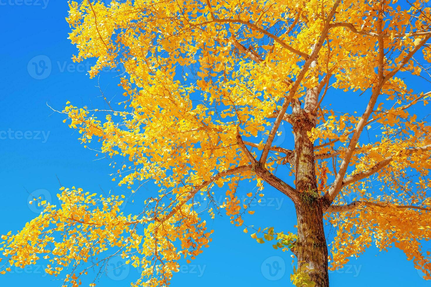 Ginkgo trees in autumn colors photo