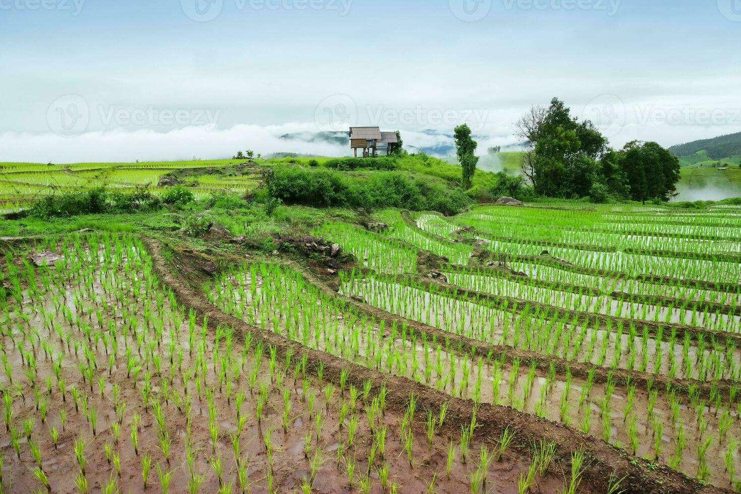 Green Terraced Rice Field in Pa Pong Pieng photo