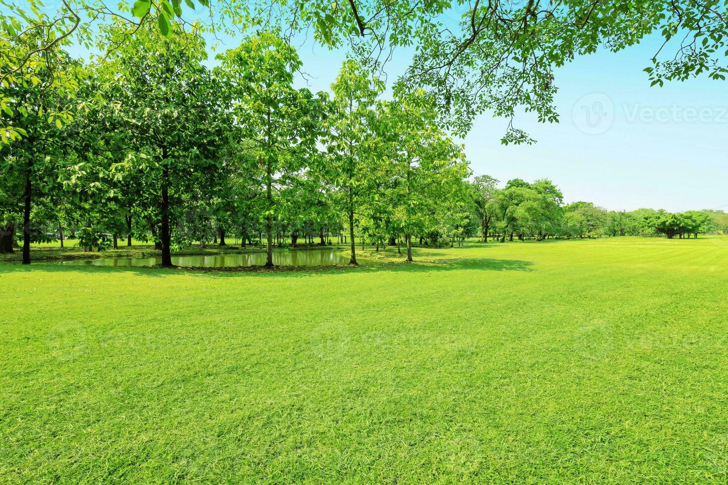 beautiful morning light in public park with green grass field photo