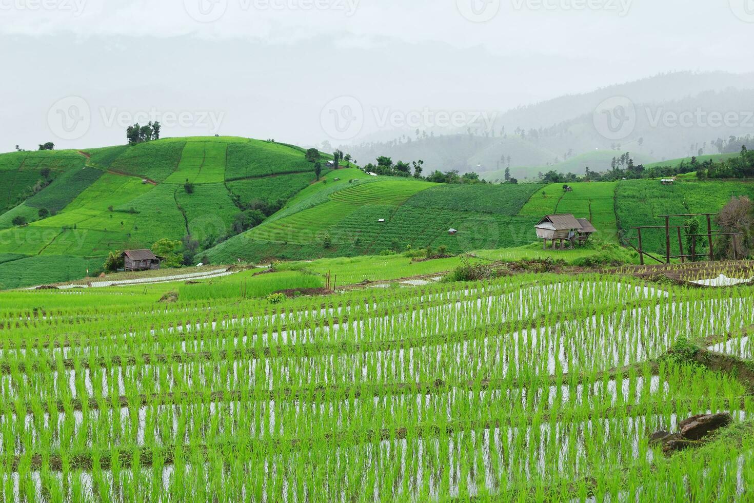 Green Terraced Rice Field in Pa Pong Pieng photo