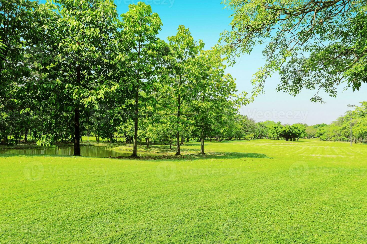 beautiful morning light in public park with green grass field photo