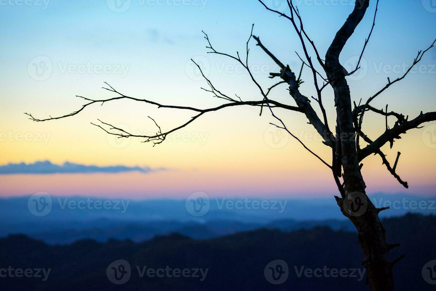 Trees on the horizon cold light photo