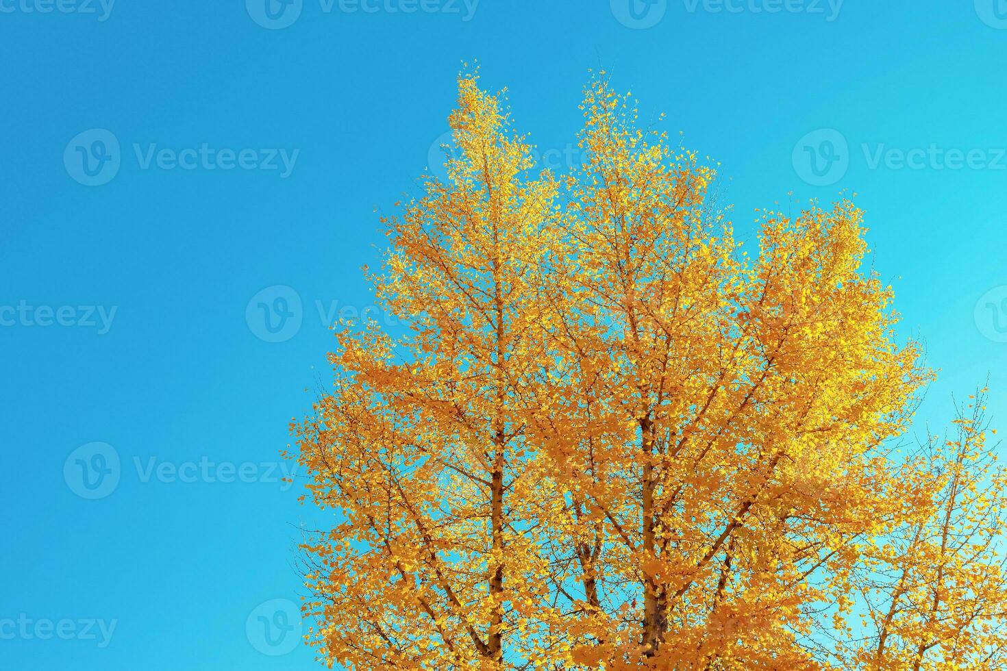 Ginkgo trees in autumn colors photo