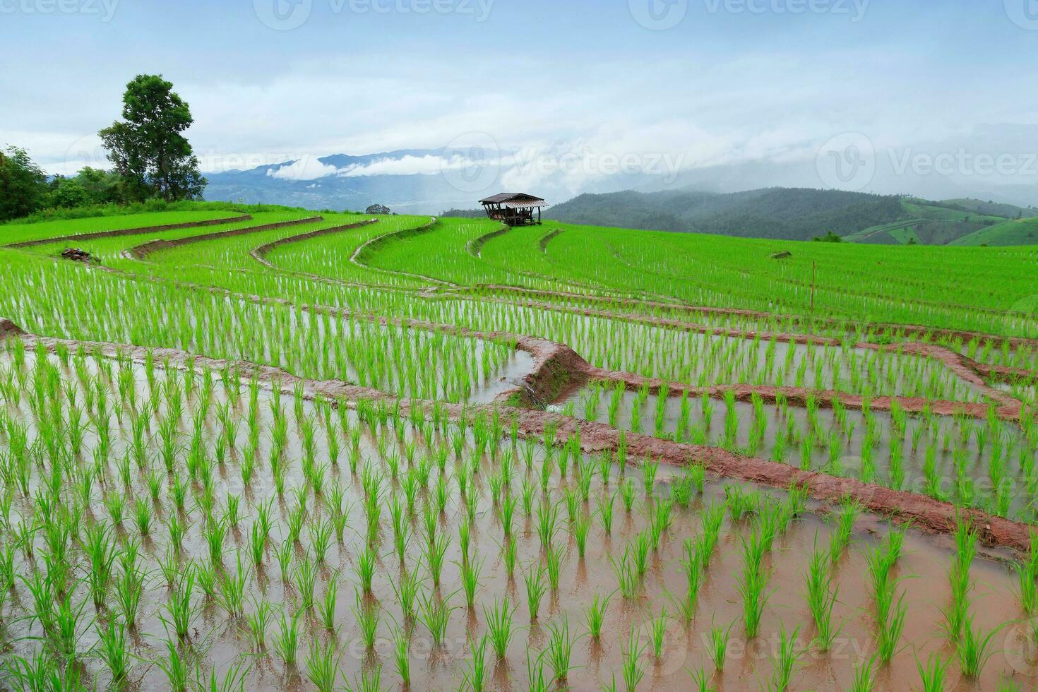 Green Terraced Rice Field in Pa Pong Pieng photo