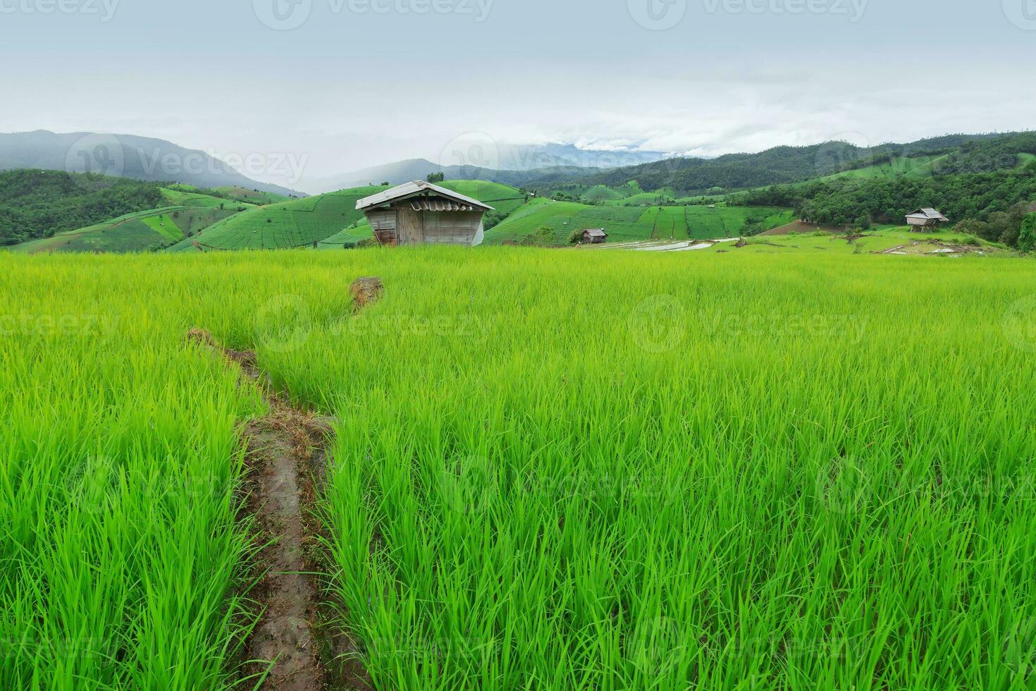 Green Terraced Rice Field in Pa Pong Pieng photo