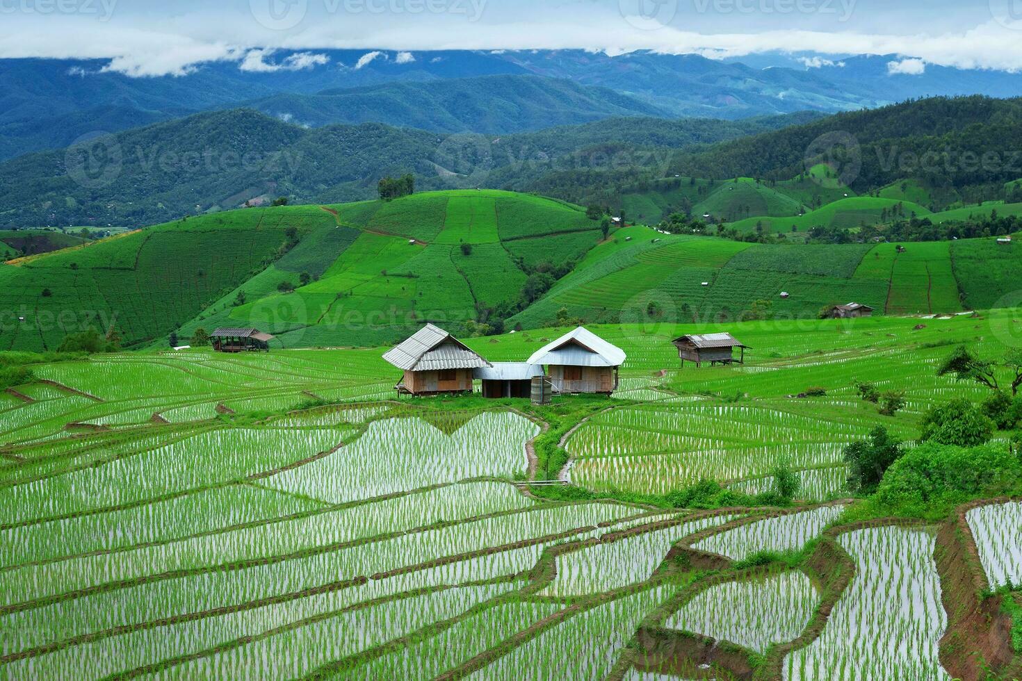 Green Terraced Rice Field in Pa Pong Pieng photo