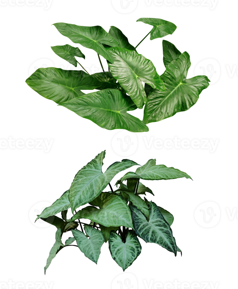 four different types of leaves on a png background, Green leaves Bundle on png background, leaf isolated set, green leaf plant eco nature tree branch isolated