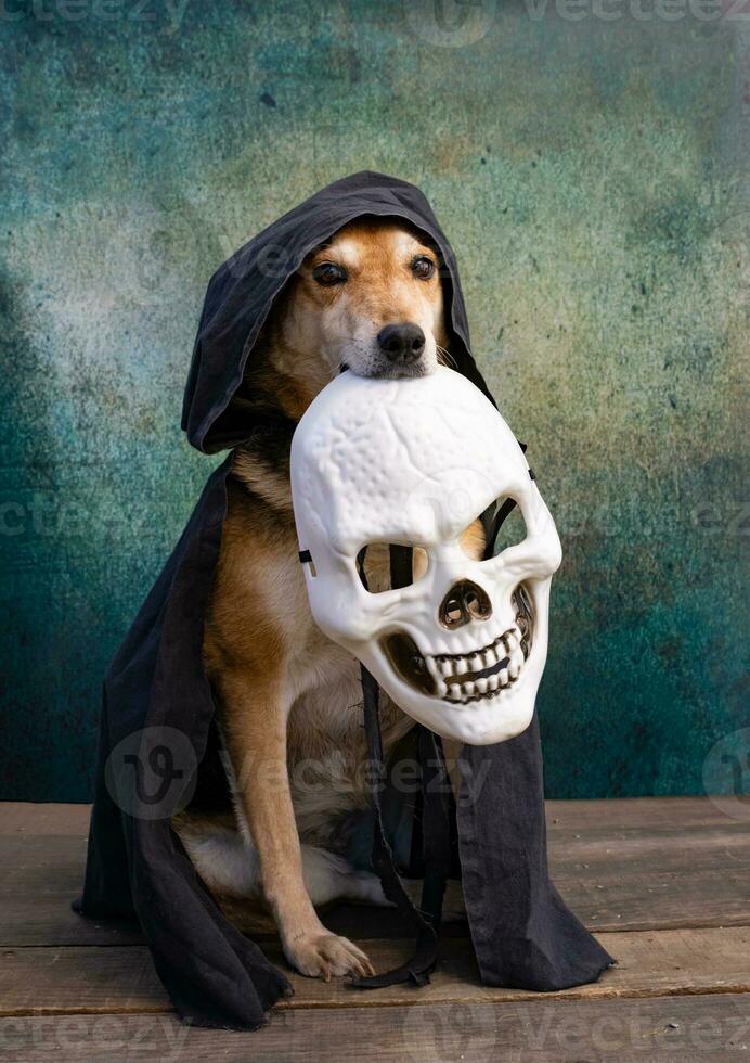 Dog dressed in a black hooded cape and white skeleton mask. photo