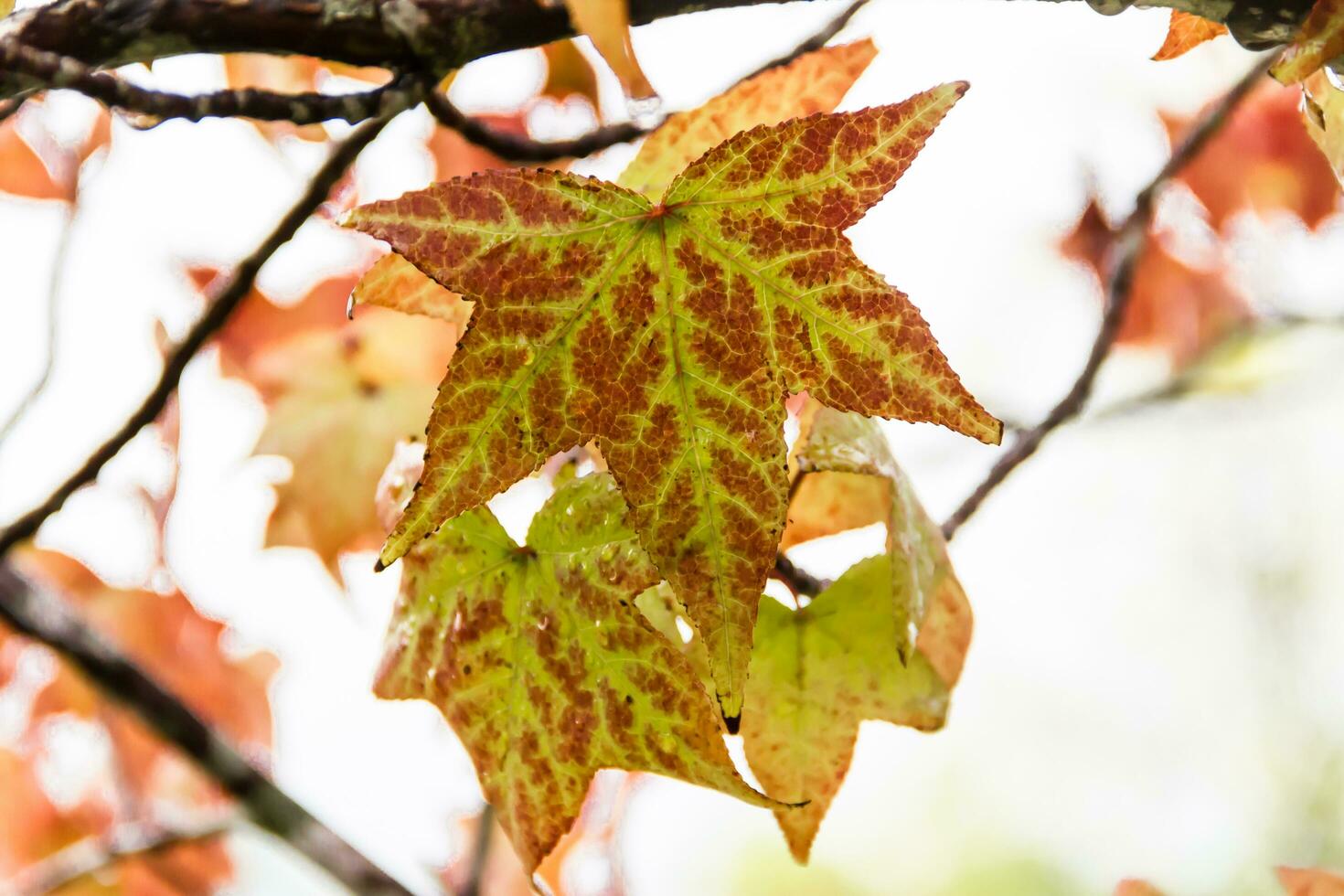 red and orange leaves of the liquidambar under the autumn rain photo