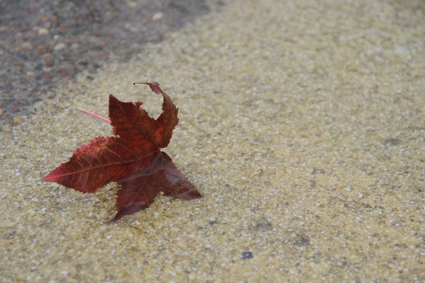 autumn leaves in rain water photo