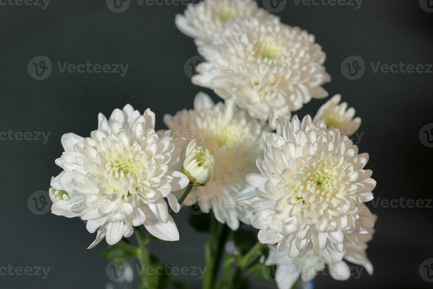 White chrysanthemum flowers closeup macro photo