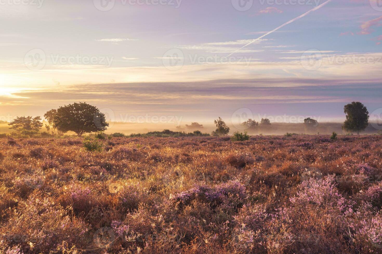 Purple heather in august, on the Hoorneboegse Heide, Hilversum The Netherlands. photo