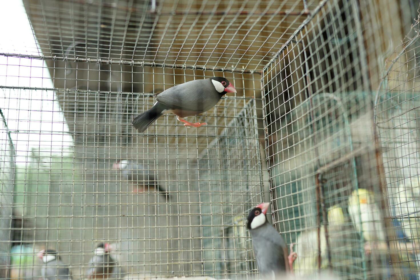 Asian finches, Javanese sparrows in groups in a cage being dried in the sun photo