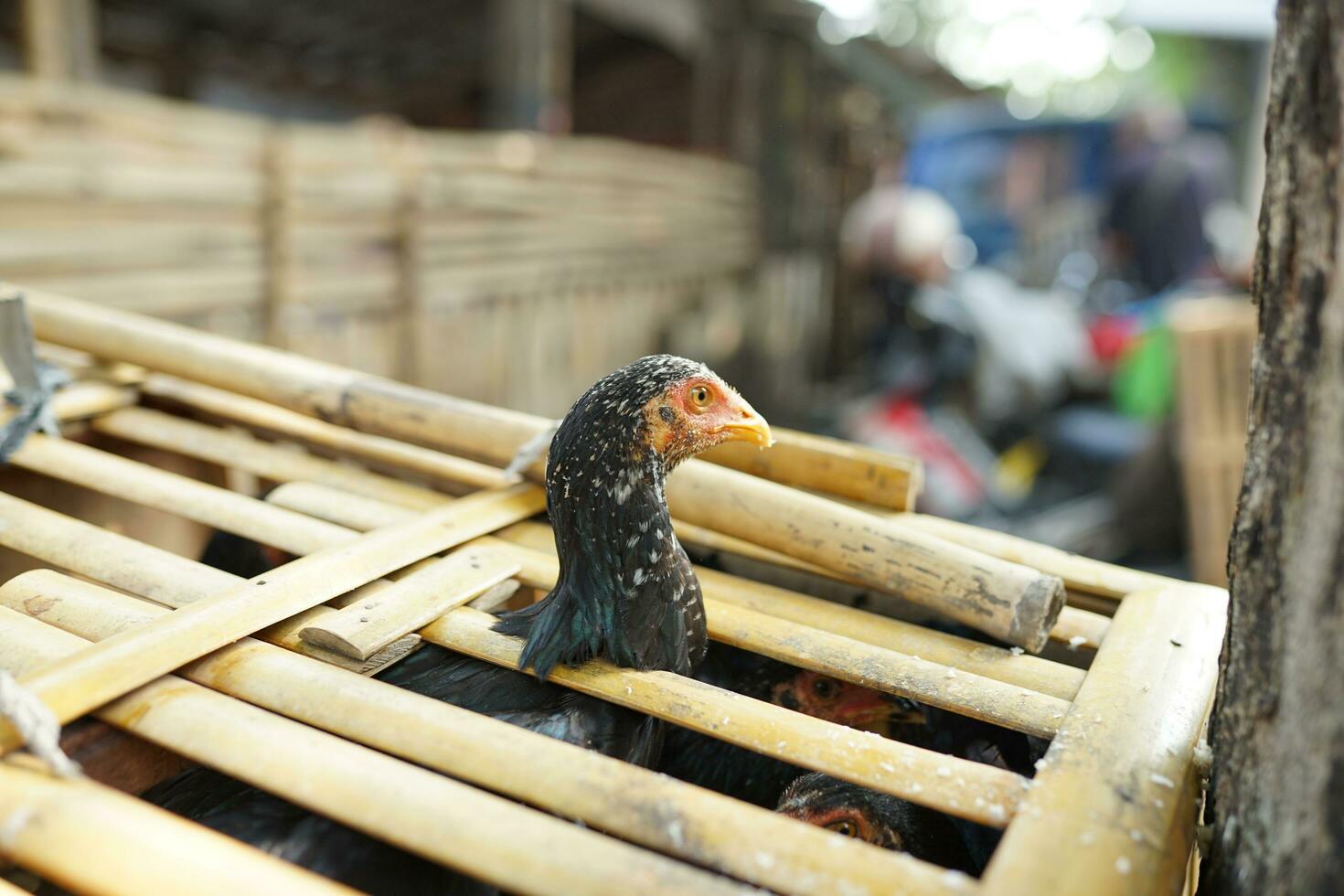 the chickens are in the coop to be sold in the traditional market photo