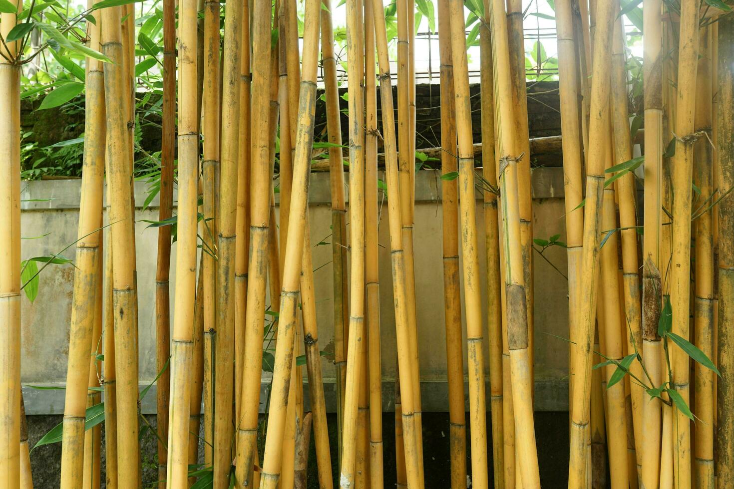 Yellow bamboo stalks in the yard photo