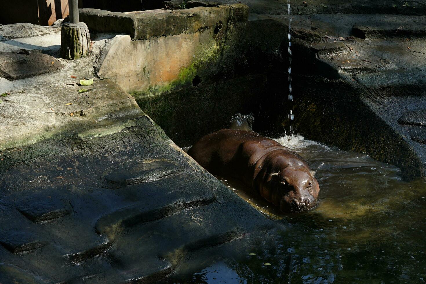 the hippopotamus is soaking in the water because of the hot weather photo