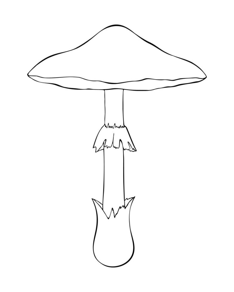 amanita faloides contorno dibujado, venenoso champiñón, muerte gorra. mortal champiñón, venenoso seta. vector