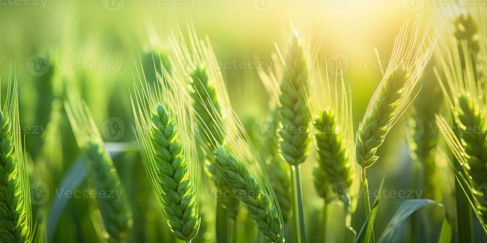 A mesmerizing view of a vibrant wheat field. AI generative. photo