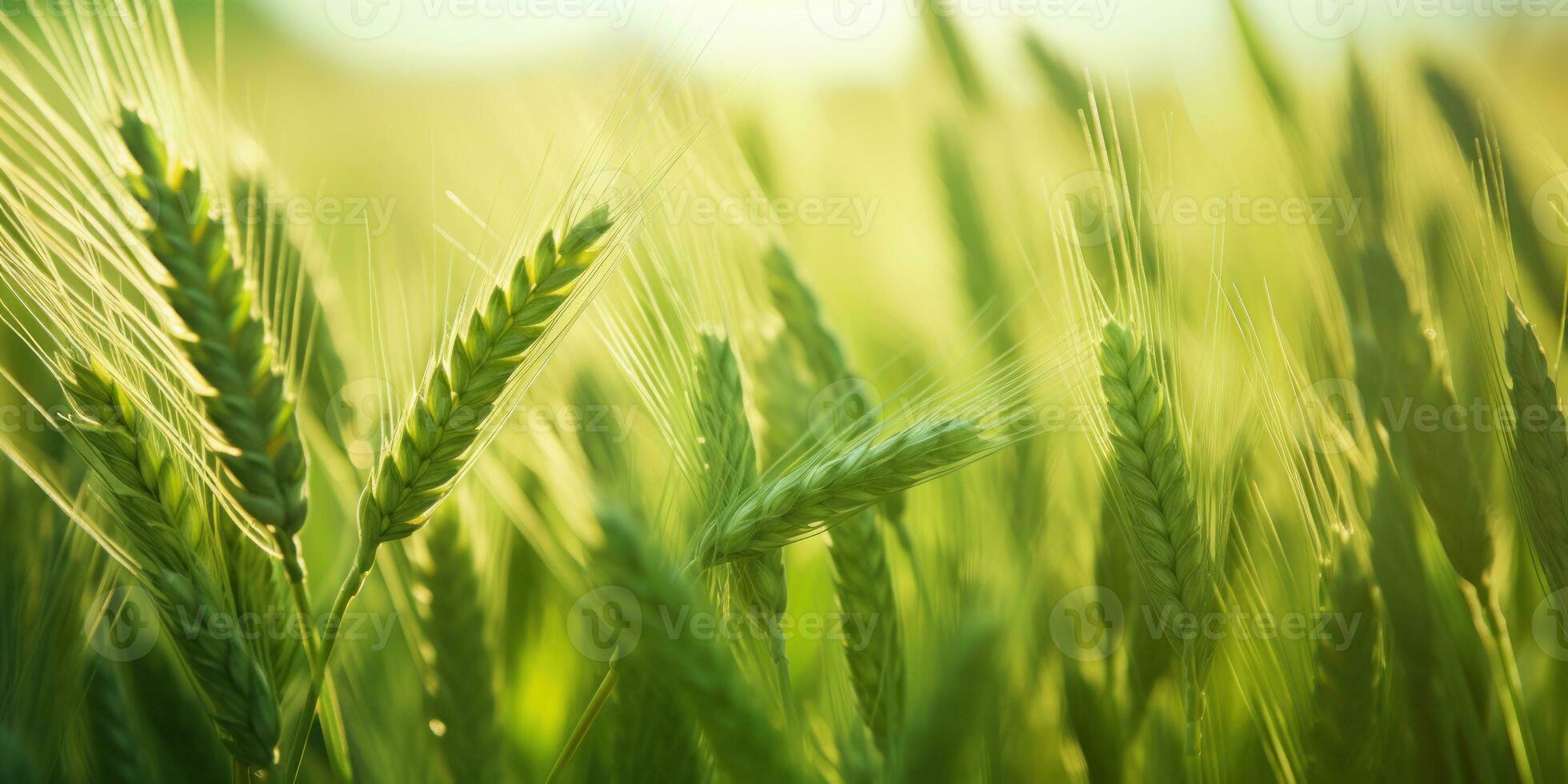 A mesmerizing view of a vibrant wheat field. AI generative photo