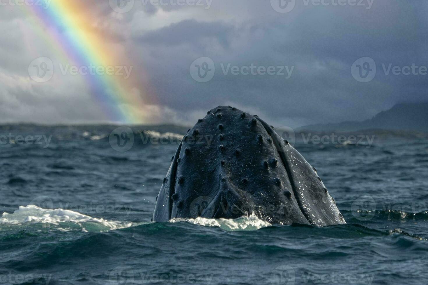 humpback whale breaching in pacific ocean rainbow background in cabo san lucas mexico baja california sur photo