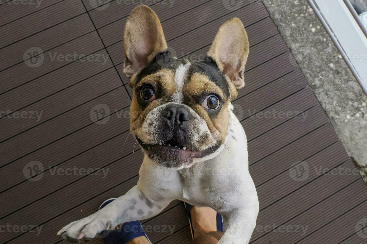 french bulldog dog jumping to you photo