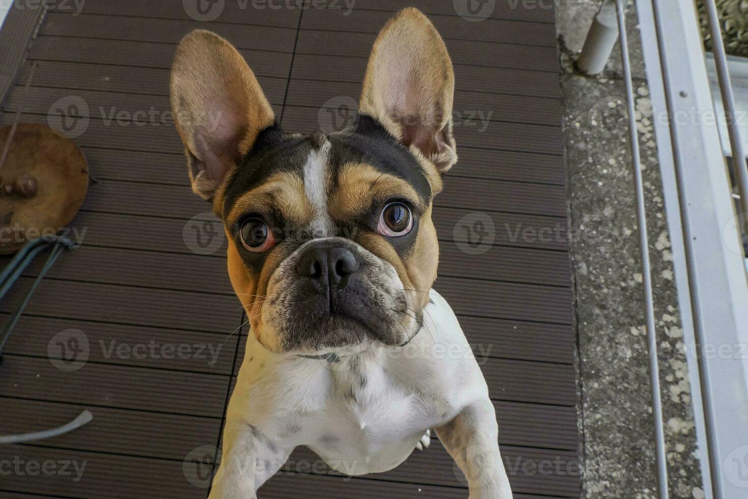 french bulldog dog jumping to you photo