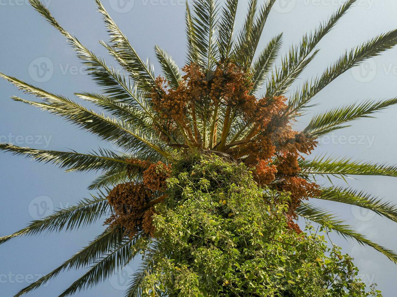 manojo de dátiles amarillos en la palmera datilera. foto