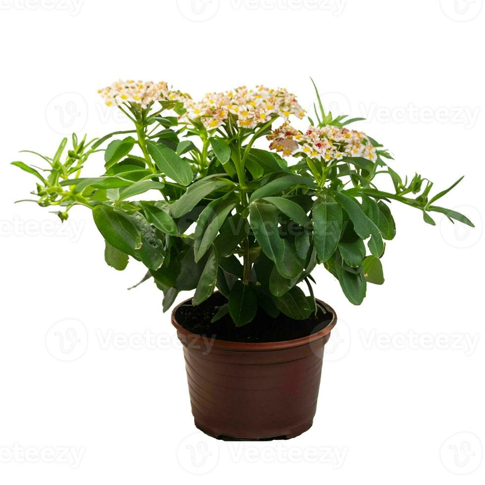 Trees planted in pots white background photo