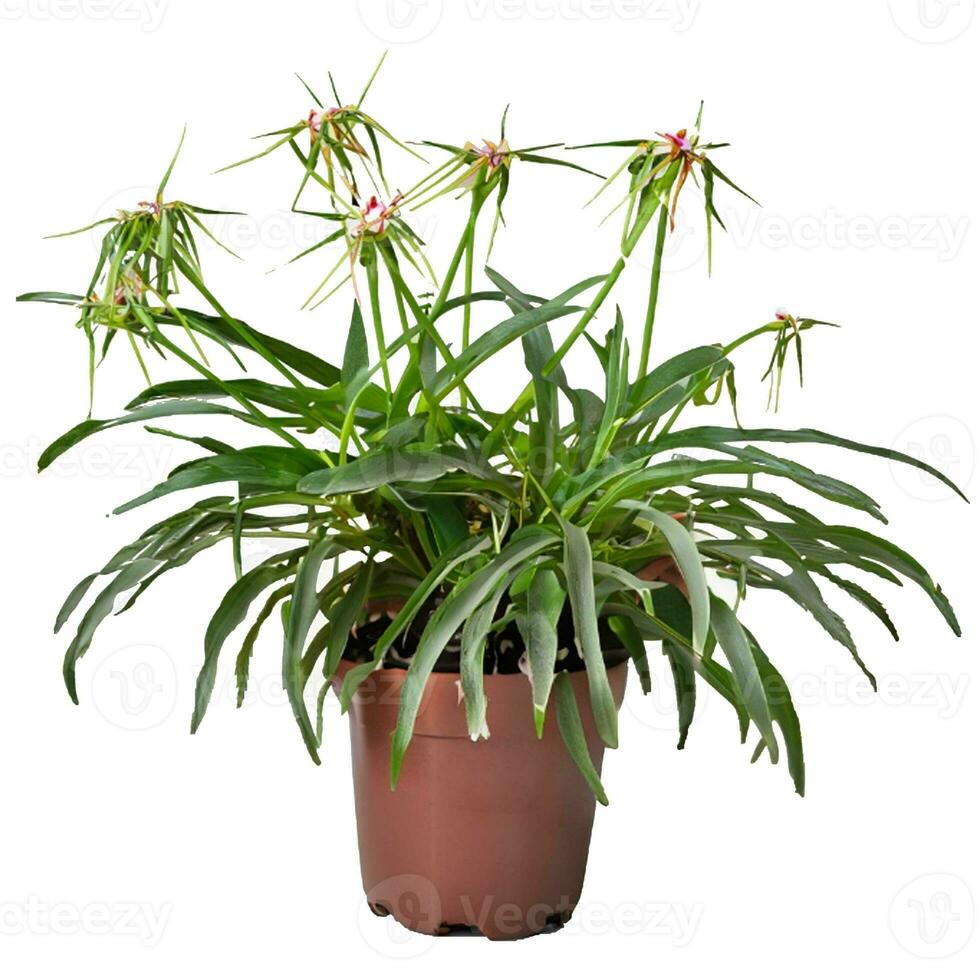 Trees planted in pots white background photo