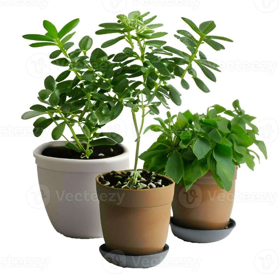 Trees planted in pots white background photo