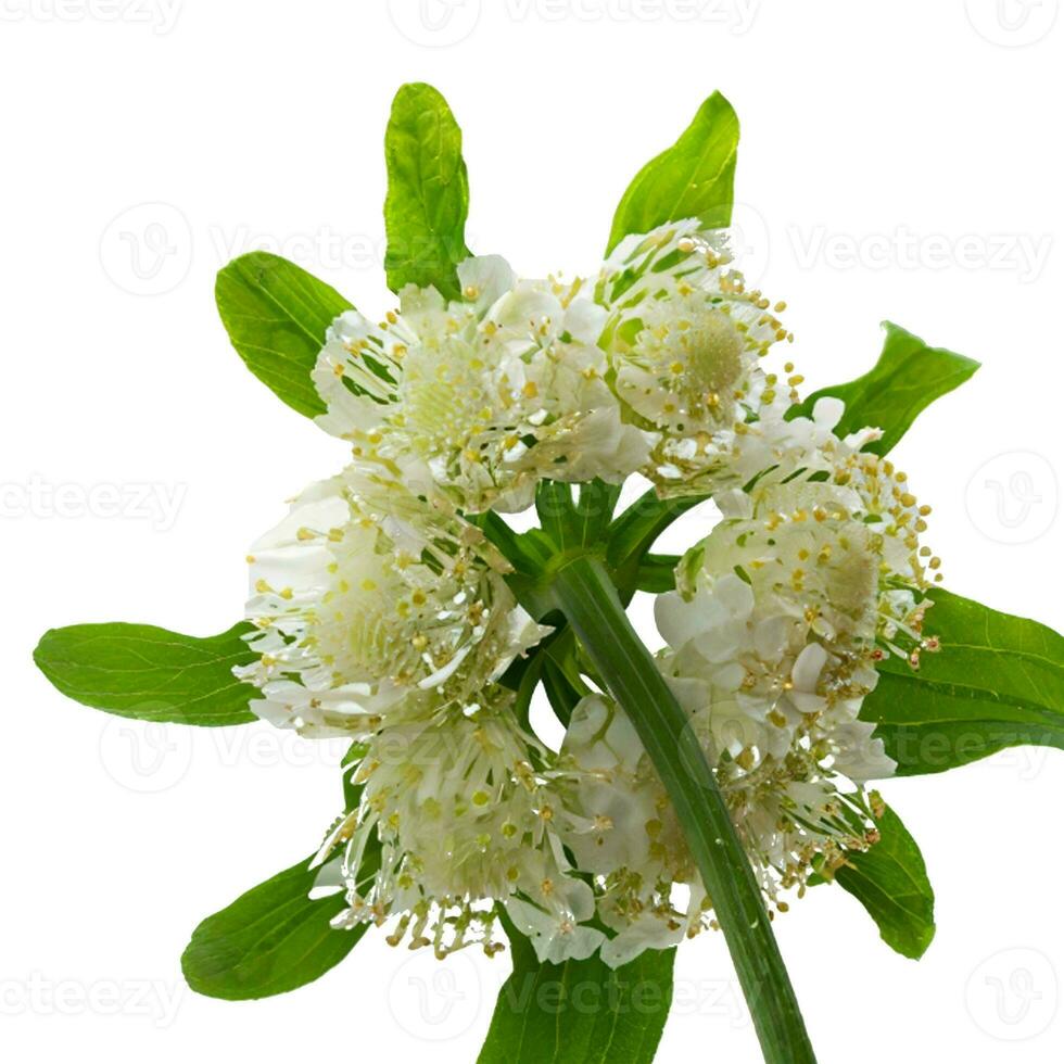 Piper flowers potted plant, white background. photo