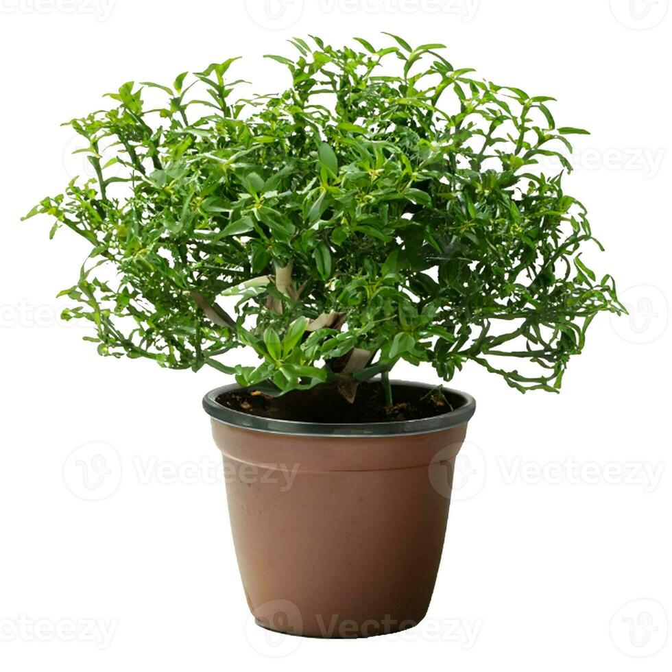 Trees planted in pots white background photo