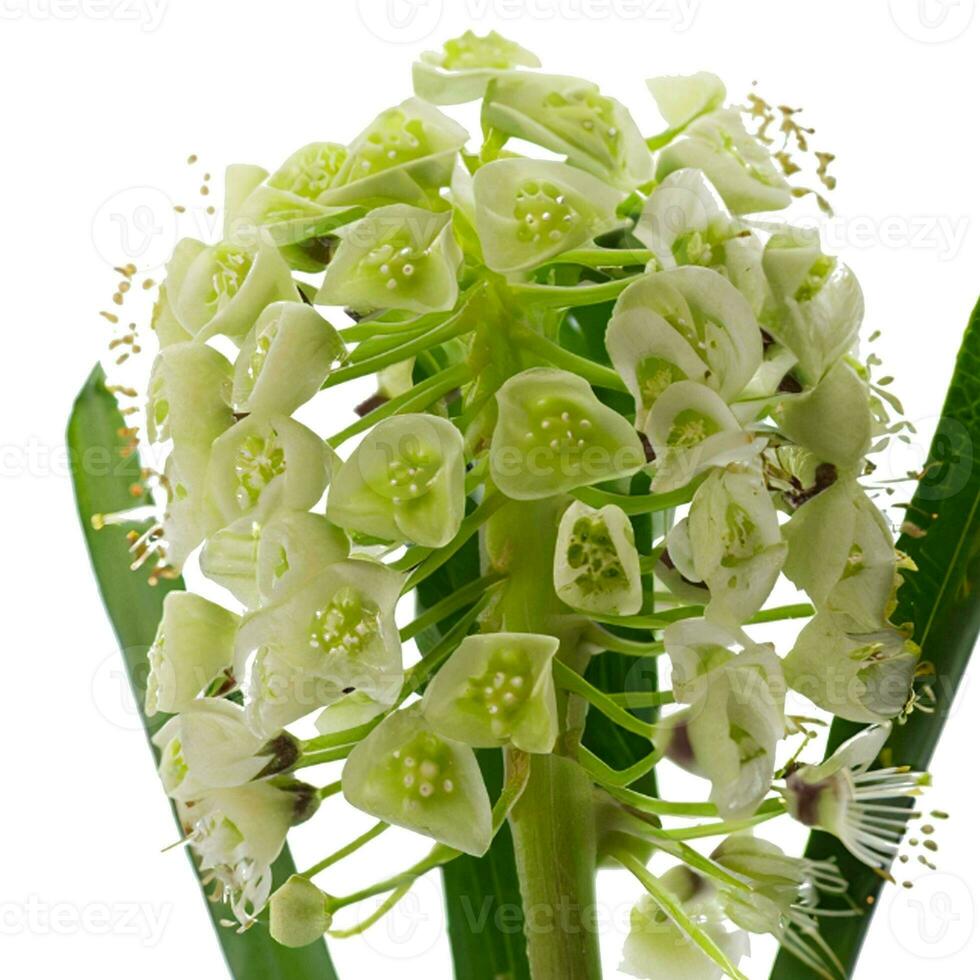 Piper flowers potted plant, white background. photo