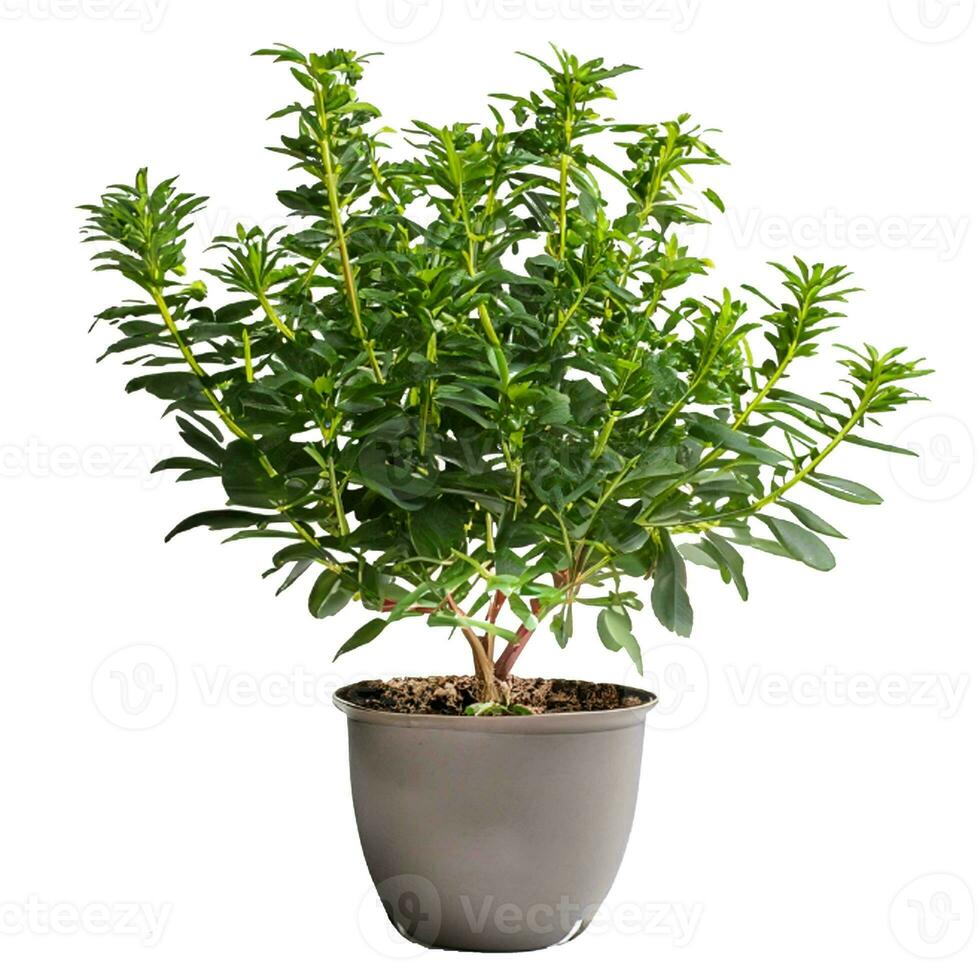 Trees planted in pots white background photo