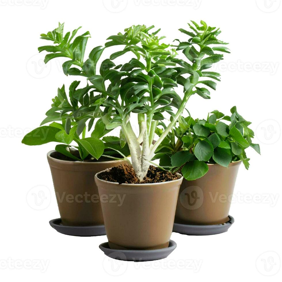 Trees planted in pots white background photo