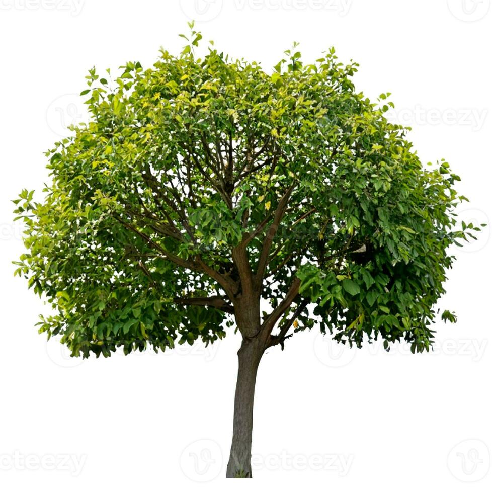 Trees planted in pots white background photo