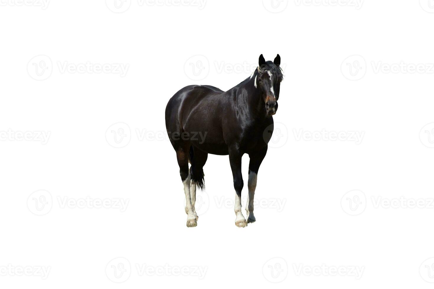 Black horse  grazing photo