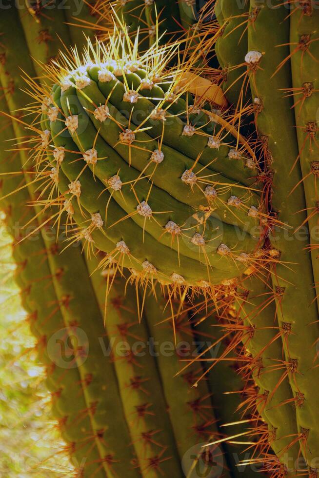 Detail, sharp, spiny cactus needles in late afternoon light photo