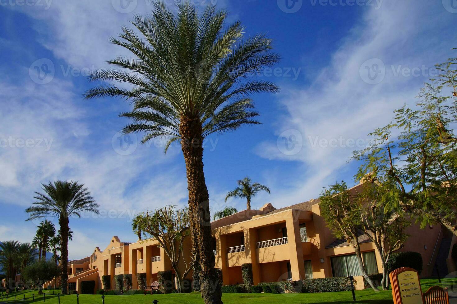 green oasis with Palm trees photo