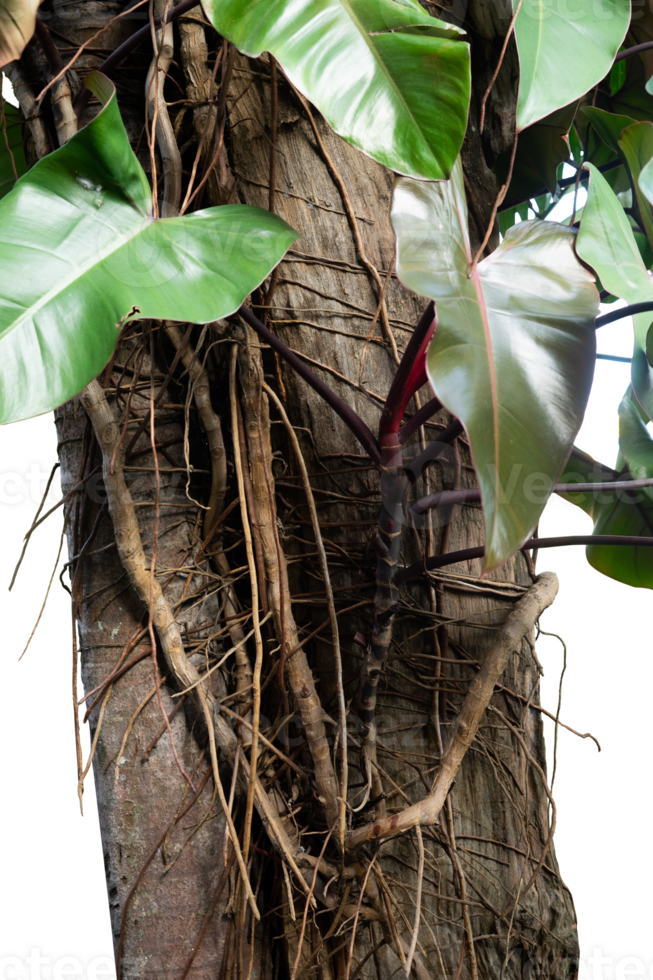natural tree with creeper plant png