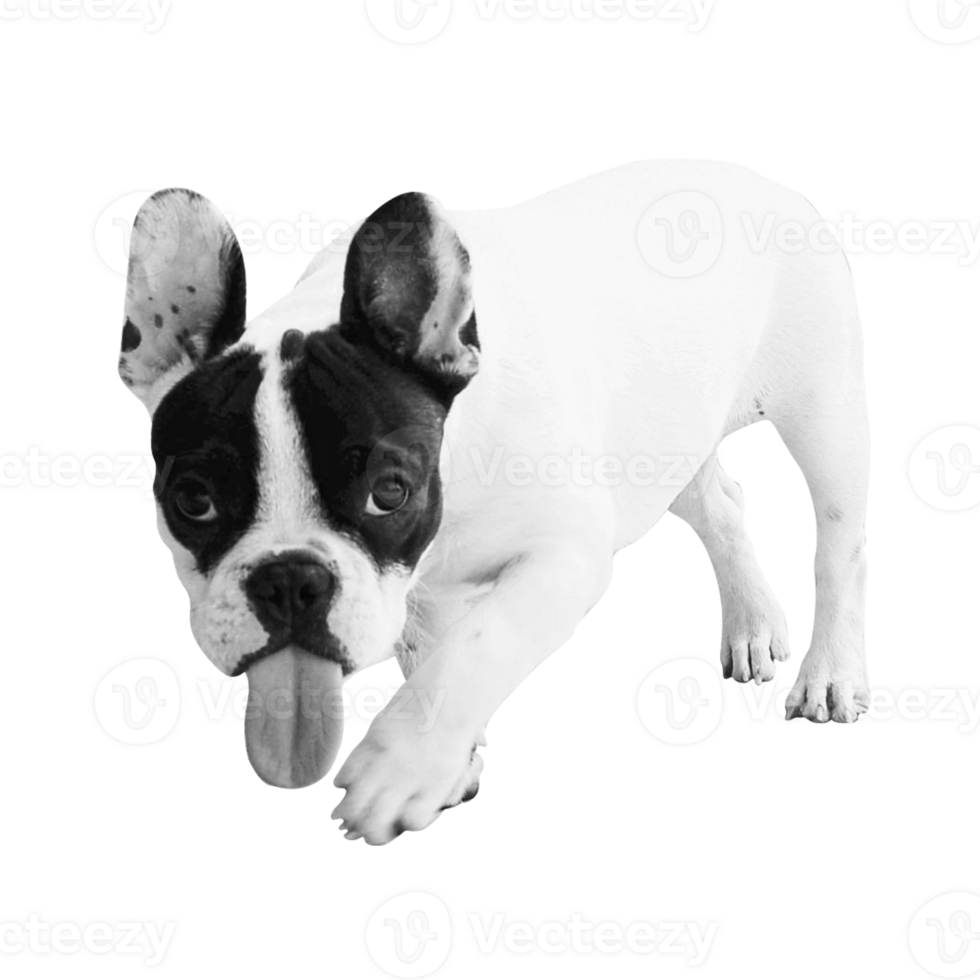 Happy puppy dog smiling on an isolated transparent background. Showing tongue png