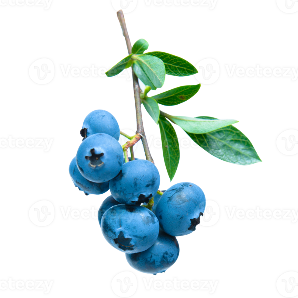 A bunch of blueberries and blueberry leaves are isolated. Closeup group of fresh ripe blueberries with leaves png