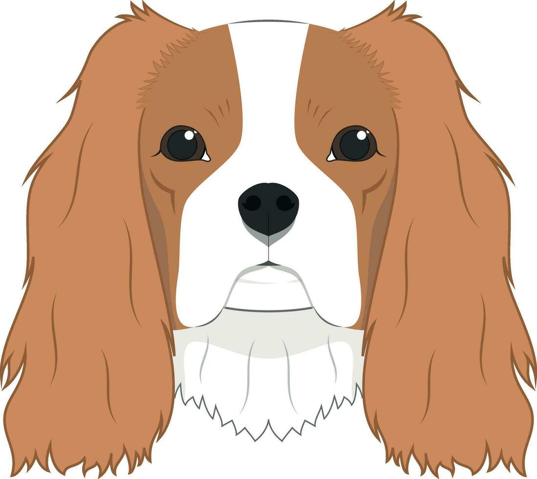 caballero Rey Charles spaniel perro aislado en blanco antecedentes vector ilustración