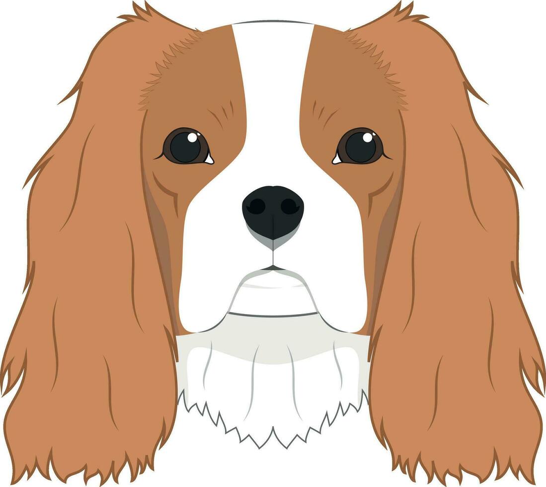 Cavalier King Charles Spaniel dog isolated on white background vector illustration