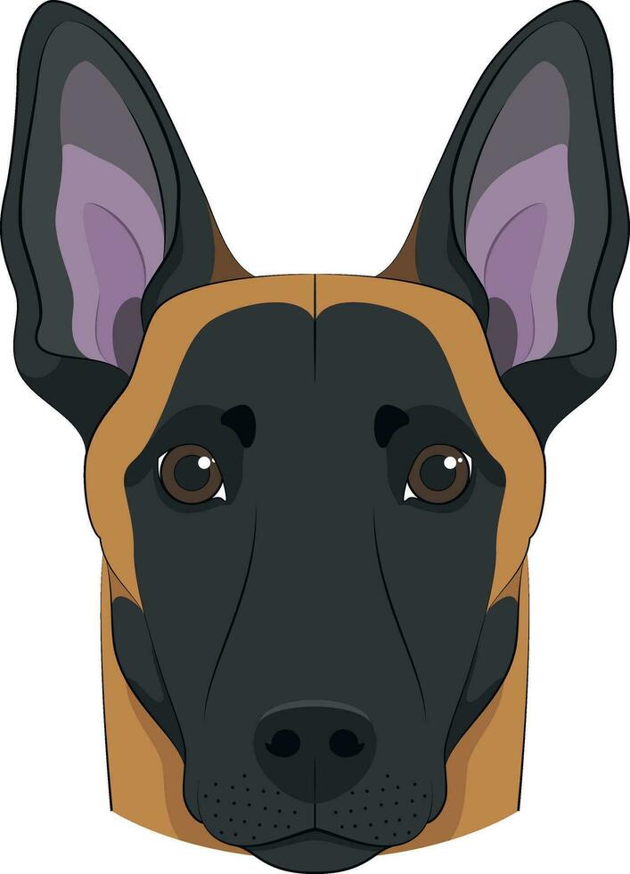 Belgian Sheperd Malinois dog isolated on white background vector illustration