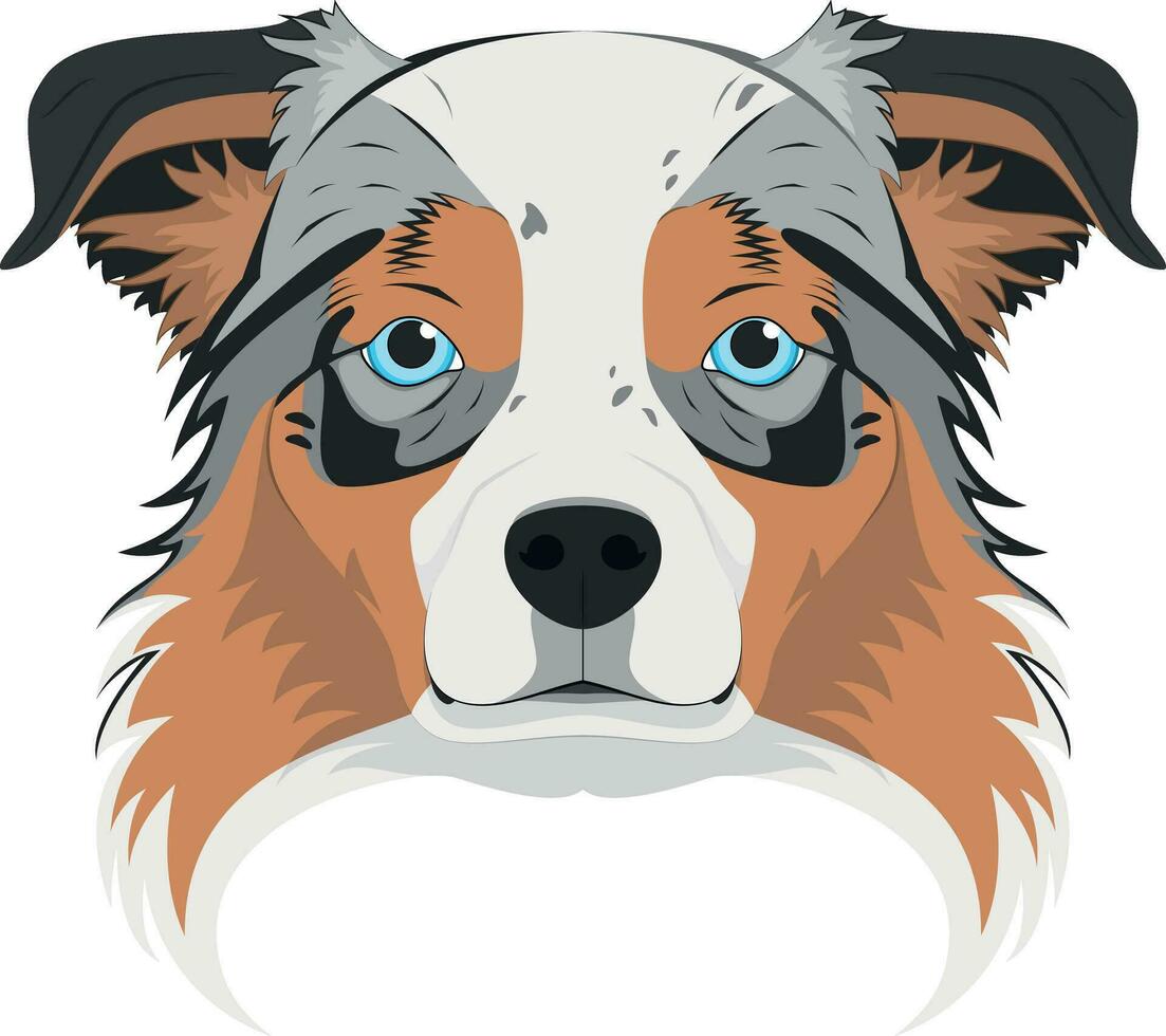 Australian Sheperd dog isolated on white background vector illustration
