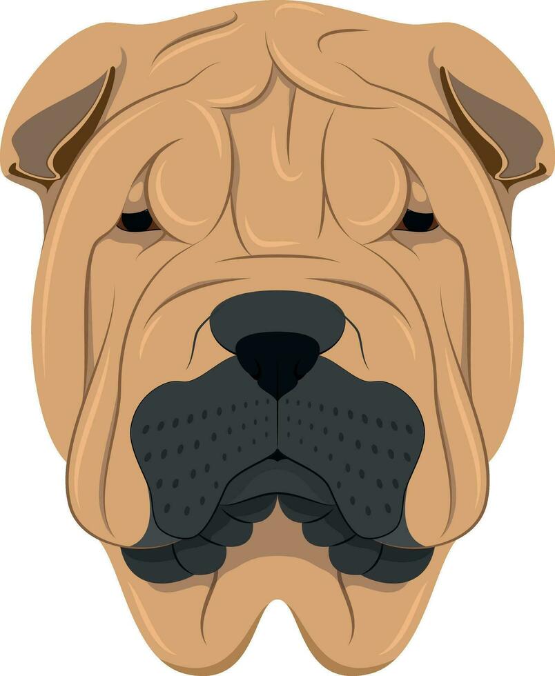 Shar Pei dog isolated on white background vector illustration