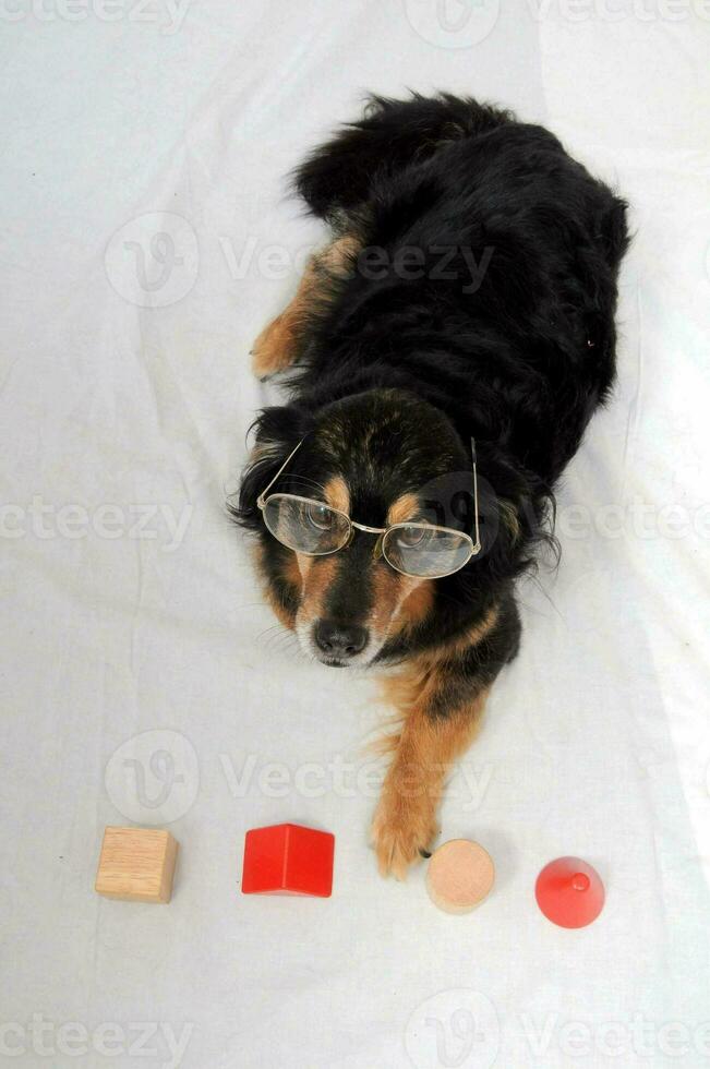 a dog wearing glasses and playing with blocks photo
