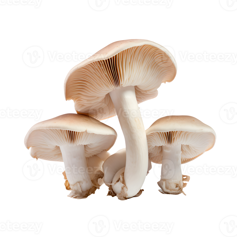 mushroom isolated. Ai generated png