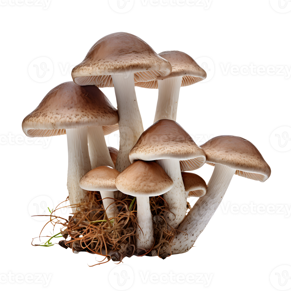 mushroom isolated. Ai generated png